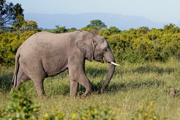 Elephant walking in the Kruger National Park in the green season in South Africa