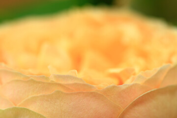 macro shot of orange flower