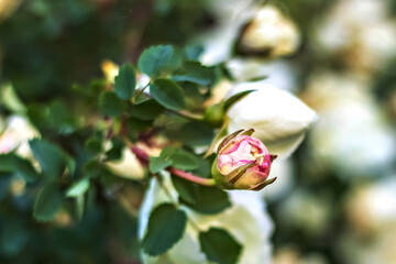 Blooming Bush of white fragrant rosehip. Summertime