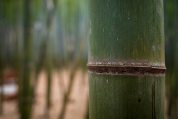 Naklejka na ściany i meble Bamboo tree closeup