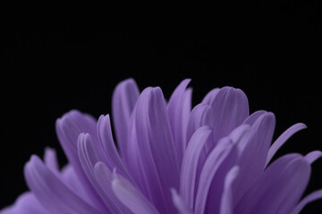 Aster petals isolated on black . Macro shot