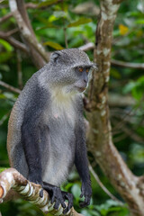 monkey in Jozani forest, Zanzibar

