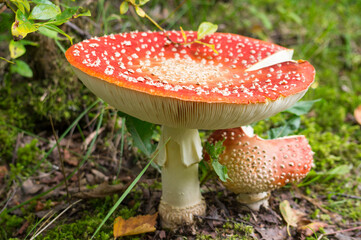Big red fly agaric in the forest