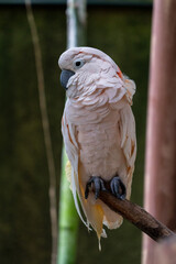 Fototapeta premium Single Salmon-crested cockatoo perched on the tree.