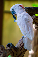 Single Salmon-crested cockatoo perched on the tree.