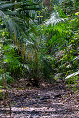 Jozani forest. Zanzibar, Tanzania
