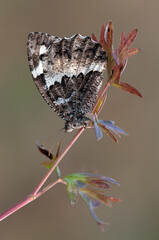 a big butterfly Limenitis populi on a twig in a forest glade on a summer morning