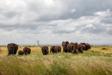 Fototapeta na wymiar Elephant walking in the Kruger National Park in the green season in South Africa