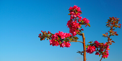 rote Apfelbl&uuml;ten