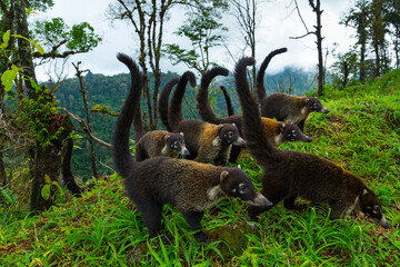 White-nosed coati (Nasua narica), Alajuela Region, Costa Rica, Central America, America