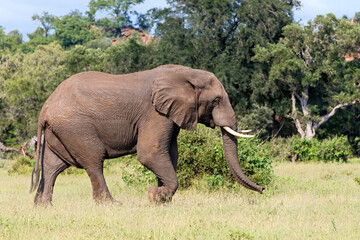 Elephant bull walking in the Kruger National Park in the green season in South Africa