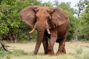 Fototapeta na wymiar Elephant bull walking in the Kruger National Park in the green season in South Africa