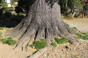 大きなイチョウのどっしりとした根本