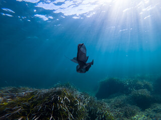 Underwater plastic pollution. Black plastic bag in the Mediterranean sea over Posidonia oceanica. Environmental concept
