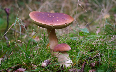 Ceps in the forest