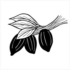 Cacao fruits on branch with leaves, hand drawn black and white illustration