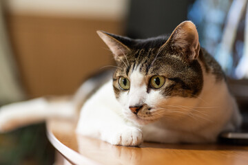 見つめる猫　　キジトラ猫