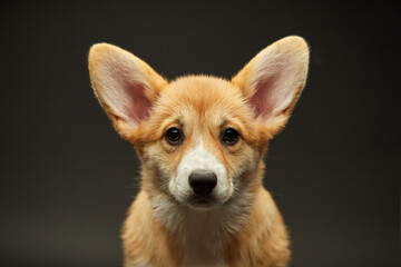 Adorable cute puppy Welsh Corgi Pembroke on black background
