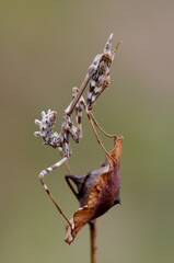 Graceful insect Empusa pennata on a dry twig waiting for prey in the meadow