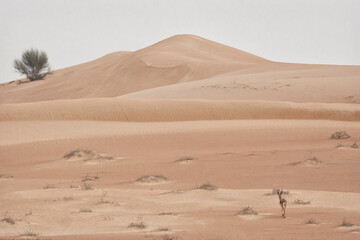 sand dunes in the desert at sunrise