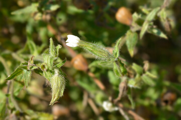 White campion