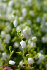 White St Dabeocs heath