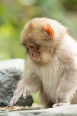 Naklejka premium ニホンザルの自由で楽しい暮らしのポートレート 猿のかわいい姿