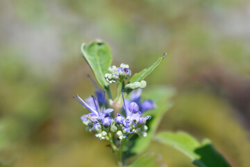 Bluebeard flowers