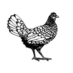 Rooster vector graphics . Rooster illustration of a graphic liner, engraved in vintage style. illustration for farms and production, eco product, natural. Label for chicken of the product.