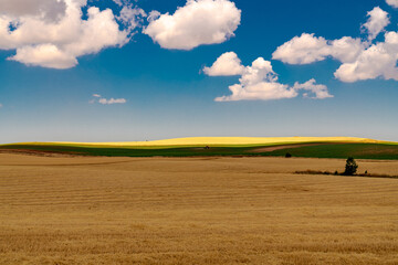 Fototapeta premium farm field with blue sky and clouds
