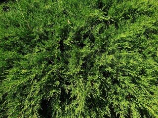 green grass background