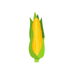 Vector illustration of sweet golden corn. Bunch of Corn.