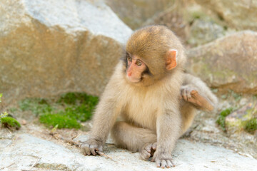 ニホンザルの自由で楽しい暮らしのポートレート 猿のかわいい姿