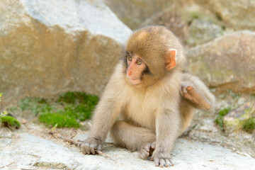 Naklejka premium ニホンザルの自由で楽しい暮らしのポートレート 猿のかわいい姿