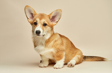 Adorable cute puppy Welsh Corgi Pembroke sitting on light background