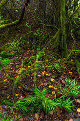 Poás Volcano National Park, Alajuela Region, Costa Rica, Central America, America