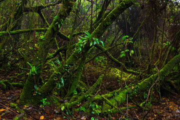 Poás Volcano National Park, Alajuela Region, Costa Rica, Central America, America