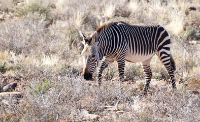 Fototapeta na wymiar Karoo National Park South Africa: Mountain zebra