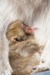 Fototapeta na wymiar ニホンザルの赤ちゃんがオッパイを吸う 猿のかわいい姿