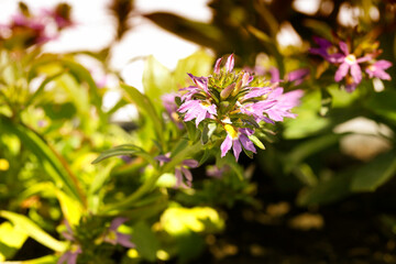 Nahaufnahme von einer Blume Bl&uuml;te mit Unscharfen Hintergrund
