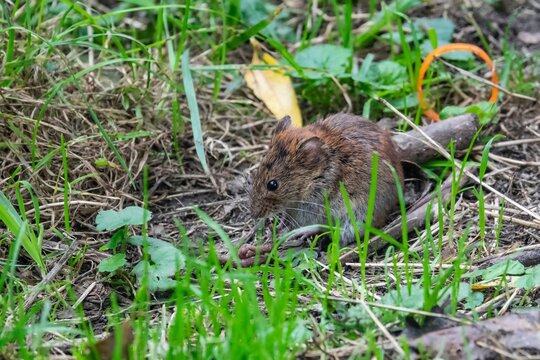Waldmaus