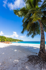 Cocotier sur plage d’Anse Lazio, Praslin, les Seychelles 