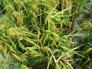 Mai Chau, Vietnam, June 20, 2016: Ears of rice in the Mai Chau valley, Vietnam