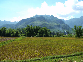 Fototapeta na wymiar Mai Chau, Vietnam, June 21, 2016: A rice field between mountains in the Mai Chau valley, Vietnam