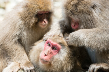 ニホンザルの毛づくろい 猿のかわいい姿