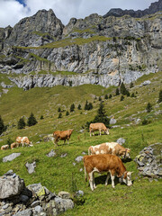 Hike is the Swiss Alps with Mountains, cows, and cowbells