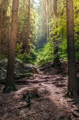 The way in the forest