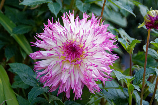 Dahlia Nadia Ruth