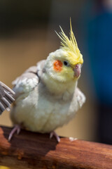 Single Cockatiel perched on the tree.