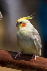 Single Cockatiel perched on the tree.